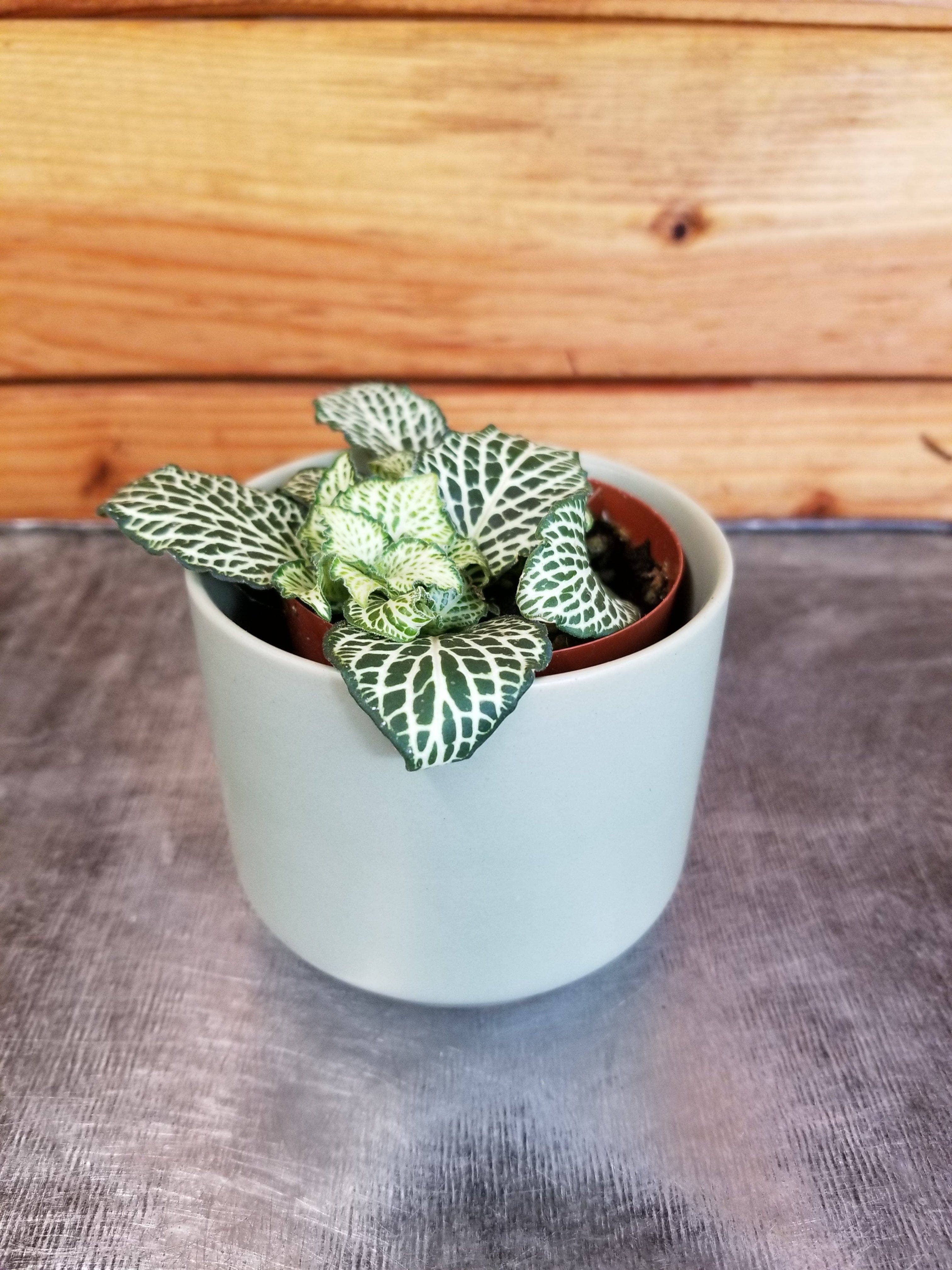 The Plant Farm - Wholesale Live Plant - Fittonia Whisper, 2" Plant1