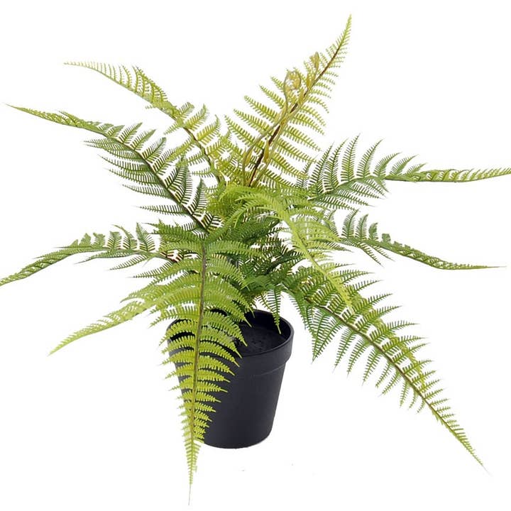 Aguilar Málaga - Wholesale Artificial Plant - Plastic Fern. 50cm C/M 10X120