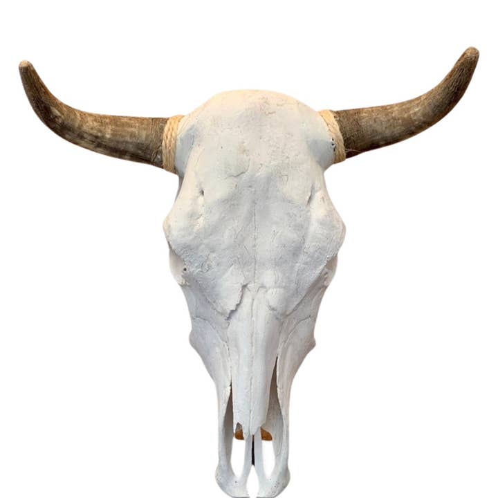 Sanyork Fair Trade - Wholesale Wall Accent - Real Cattle Steer Skull Life Size Natural Bone Wall Accent 2