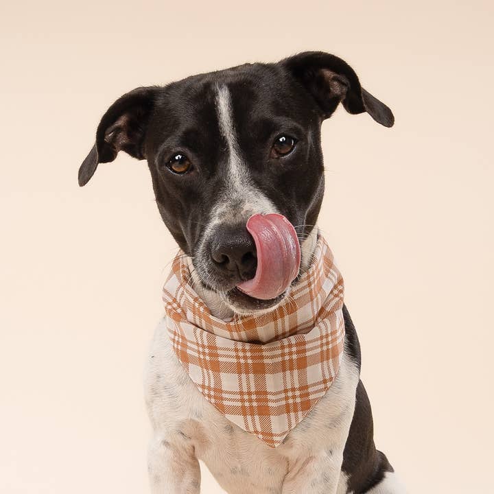 The Paws - Wholesale Pet bandana – Dog - Ginger Dog Bandana3