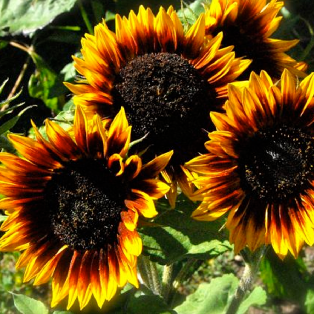 Sow the Magic - Wholesale Plant Seeds - The Sunflower Mix Tarot Seed Packet1