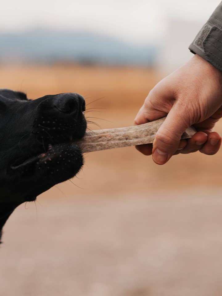 Elk Antler Dog Chews – 100% Natural, Montana-Sourced
for wholesale by Montana Antler Mercantile