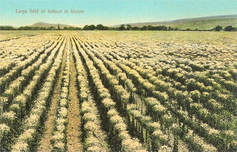 Found Image Press - Wholesale Stationery/Notecard Set - Greeting Card FR-246 Lettuce Field in Bloom0