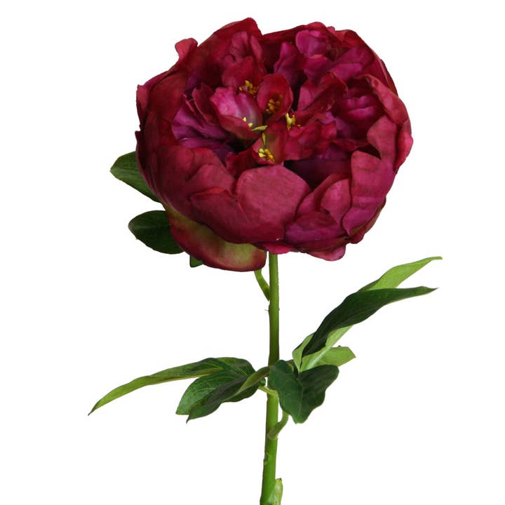 Peony 68 cm beauty for wholesale by Floratexx