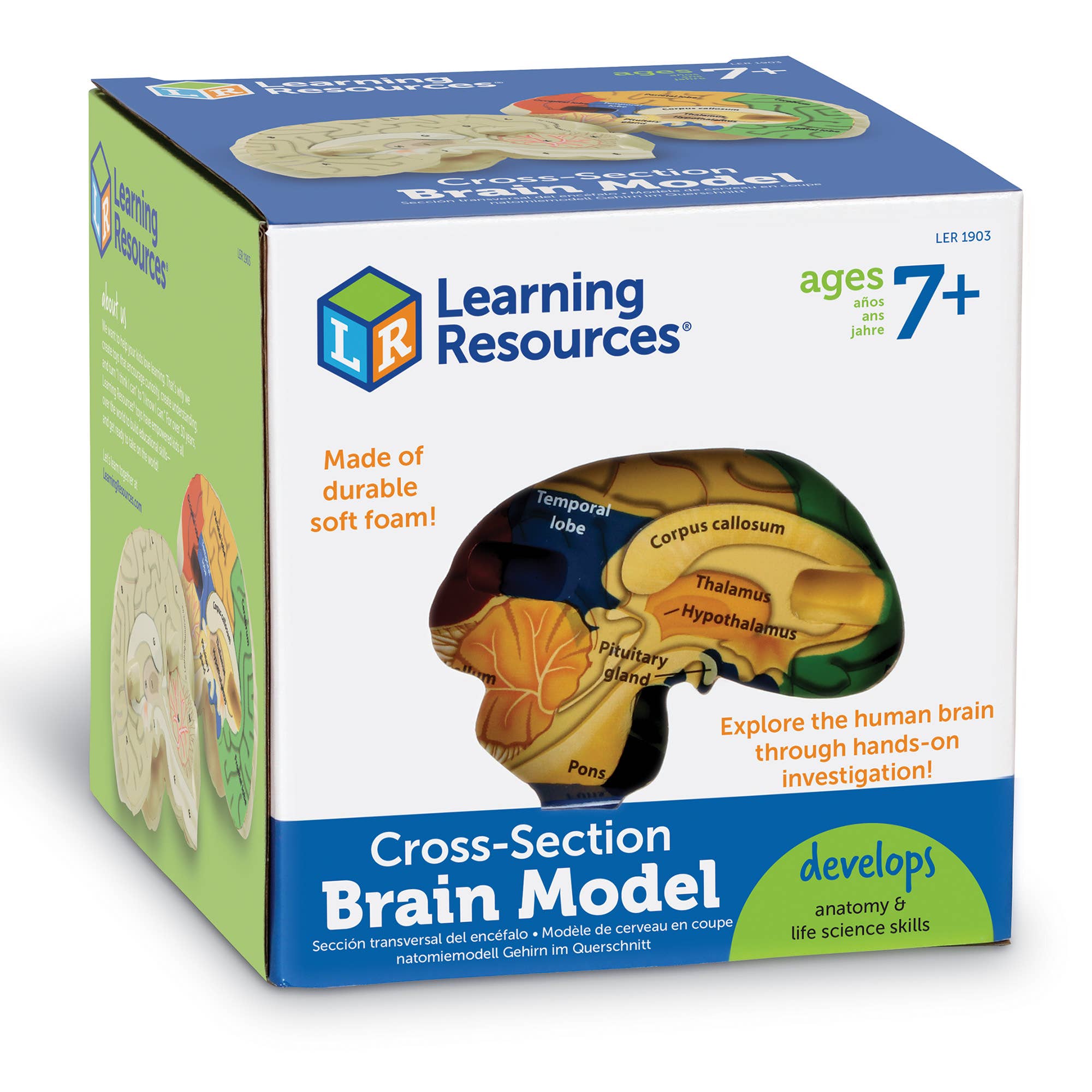 Learning Resources - Wholesale Toy Set - Kids - Cross-Section Human Brain Model3