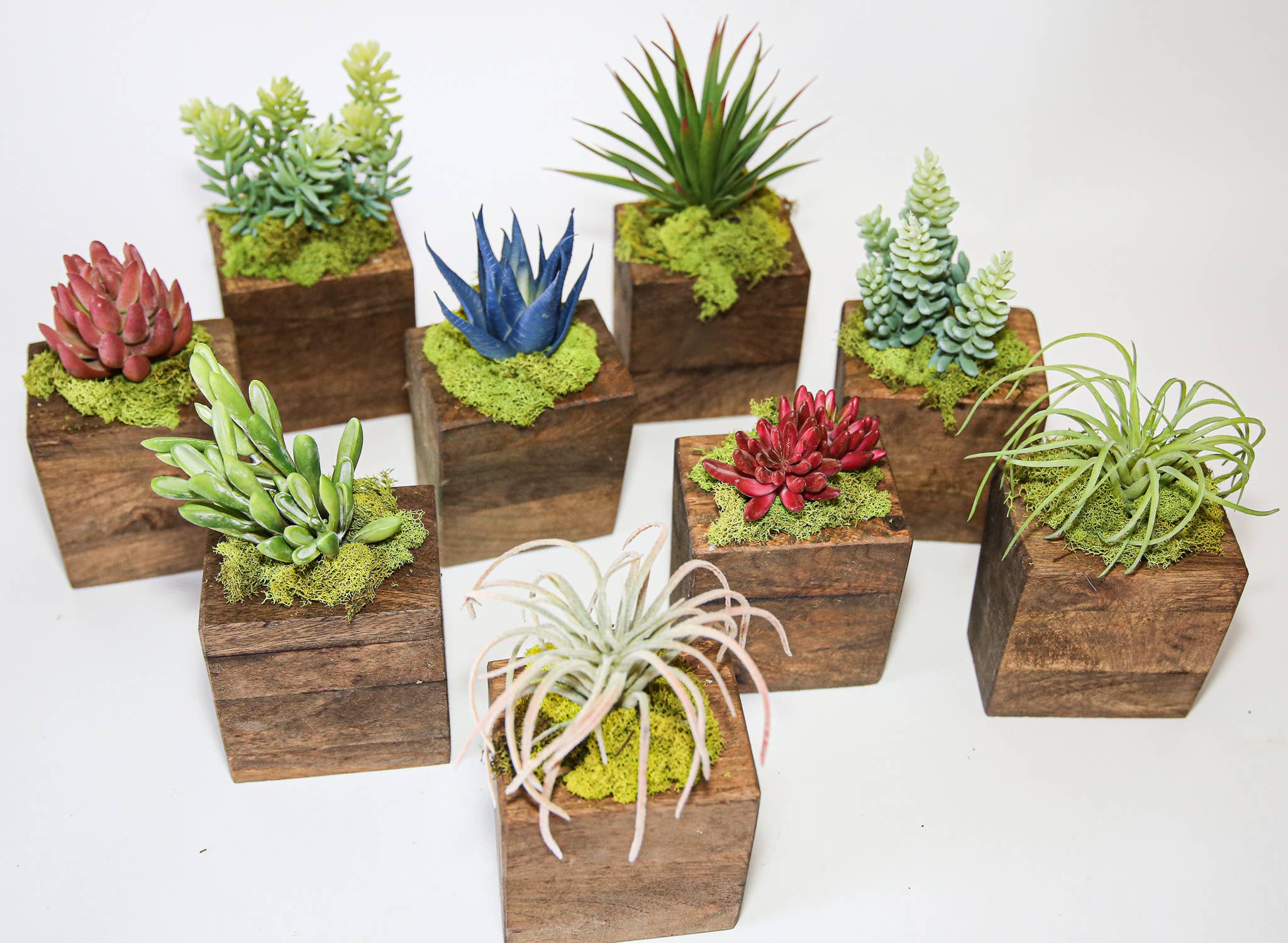 Forever Green Art - Wholesale Succulent - Succulent Sugar Mold Set of 90