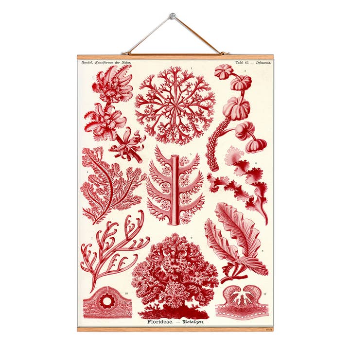 Scroll picture illustration # 171/Haeckel/Red algae for wholesale by Eicie