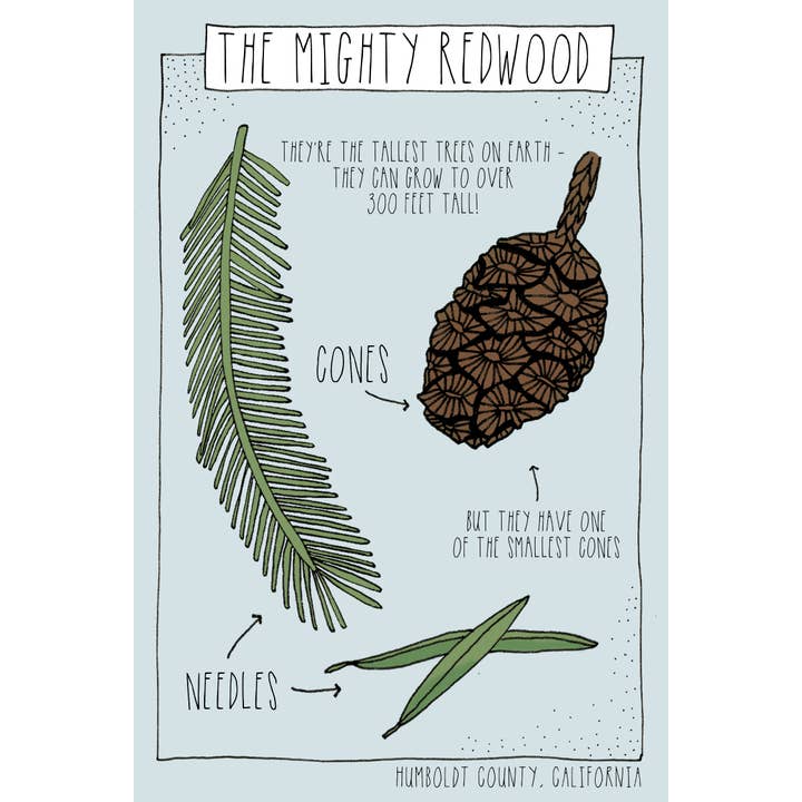 Pen+Pine - Wholesale Postcard - The Mighty Redwood Postcard