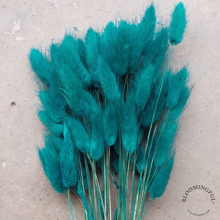 Dried Bunny Tails, 50-60stems - Peacock Blue (111) for wholesale by BLOOMINGFUL.COM