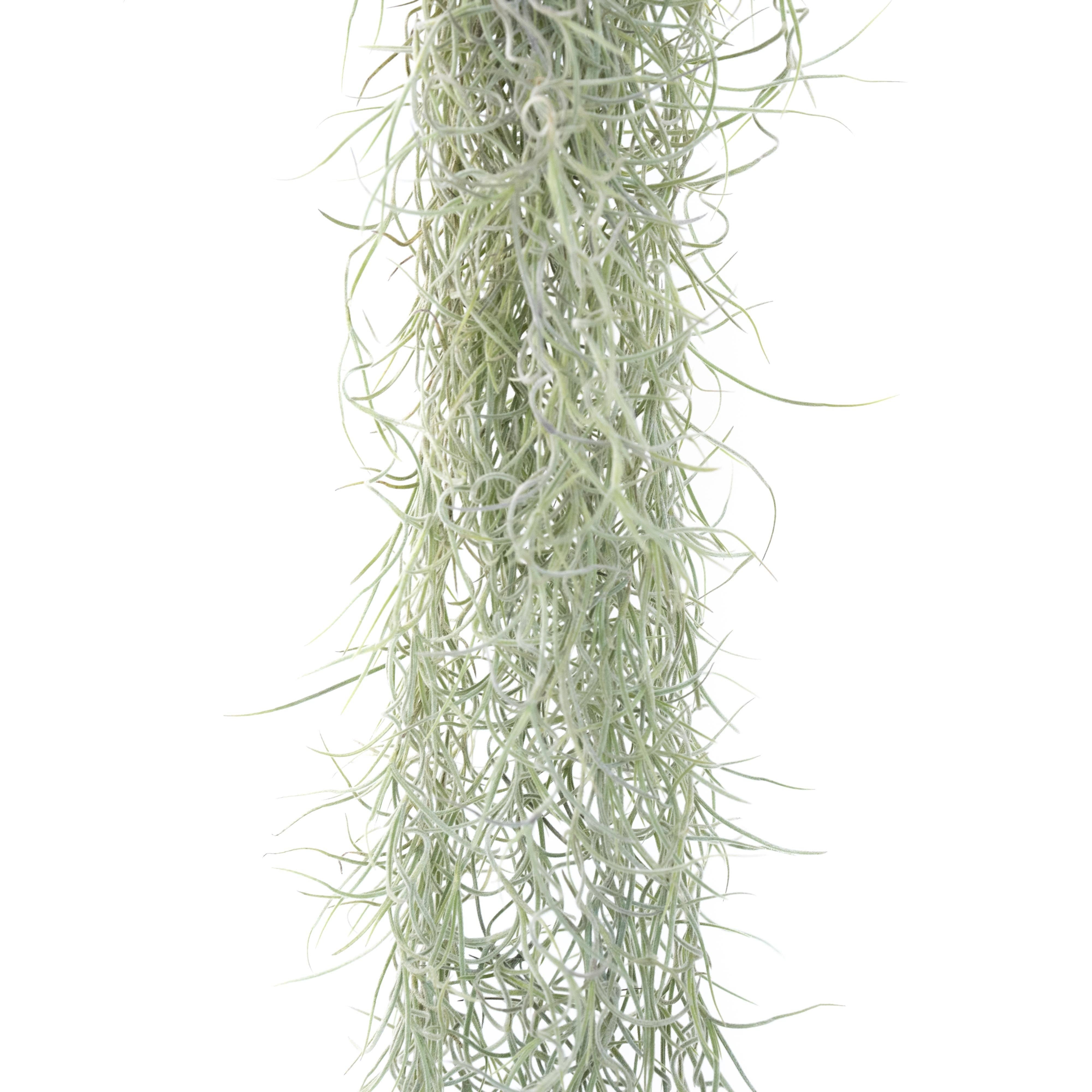 Air Plant Shop - Wholesale Live Plant - Colombia Thick Spanish Moss - Tillandsia Usneoides2