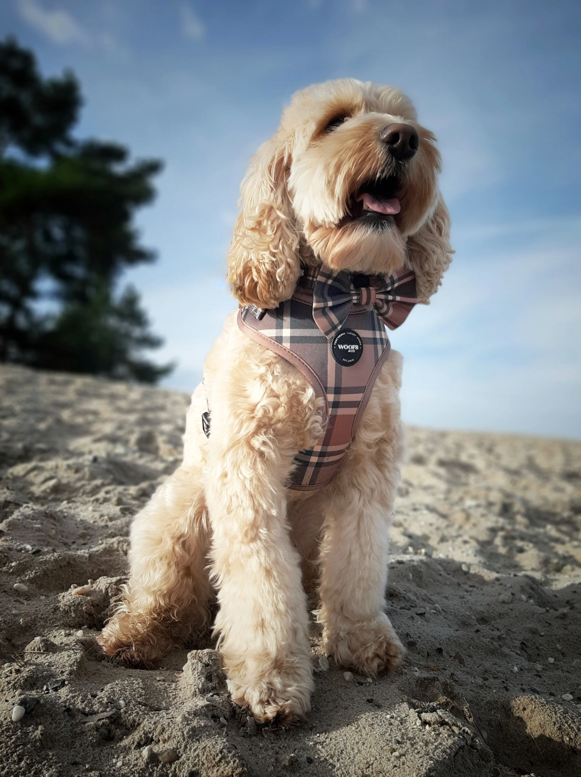 Woofs & Co – coleira - Cão por atacado – Coleira Tartan Bege Tan da Coleção Woofs & Co1