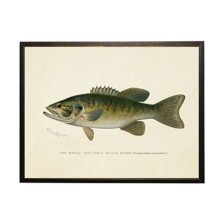 Livraria Boca Pequena Vintage Bass Negro por atacado de Antique Curiosities Inc