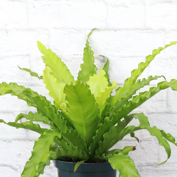 Thorsen's Greenhouse - Wholesale Live Plant - Victoria Bird's-Nest Fern - Live Plant