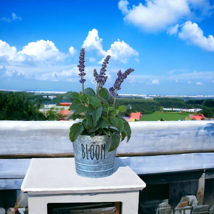 The Savvy Spade - Wholesale Plant Pot - Bloom Galvanized Bucket Planter Pot