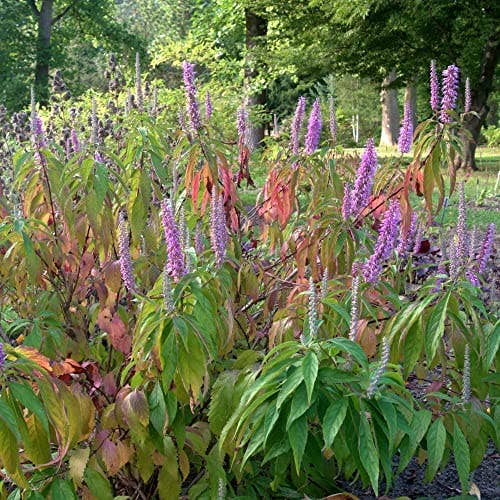 The Rike - Wholesale Plant Seeds - 6 pack x 1000 Vietnamese Lemon Balm Seeds Elsholtzia Ciliata2