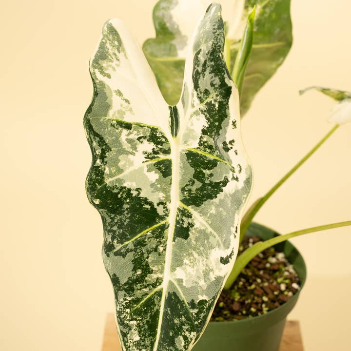 BWH Plant Co - Wholesale Live Plant - 6" Variegated Alocasia 'Frydek'12