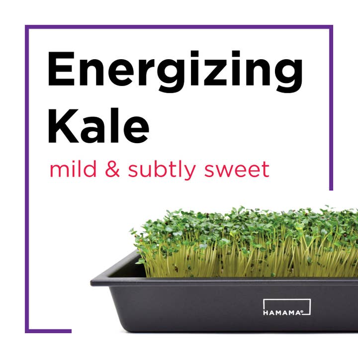 Hamama - Wholesale Plant Seeds - Seed Quilts8