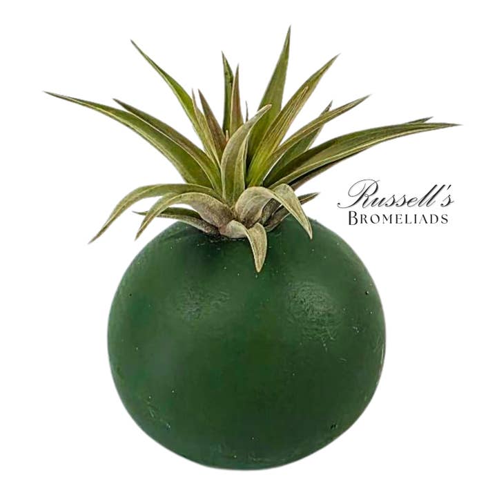Russell's Bromeliads - Wholesale Live Plant - Bubble Set With Air Plants - Half Pack