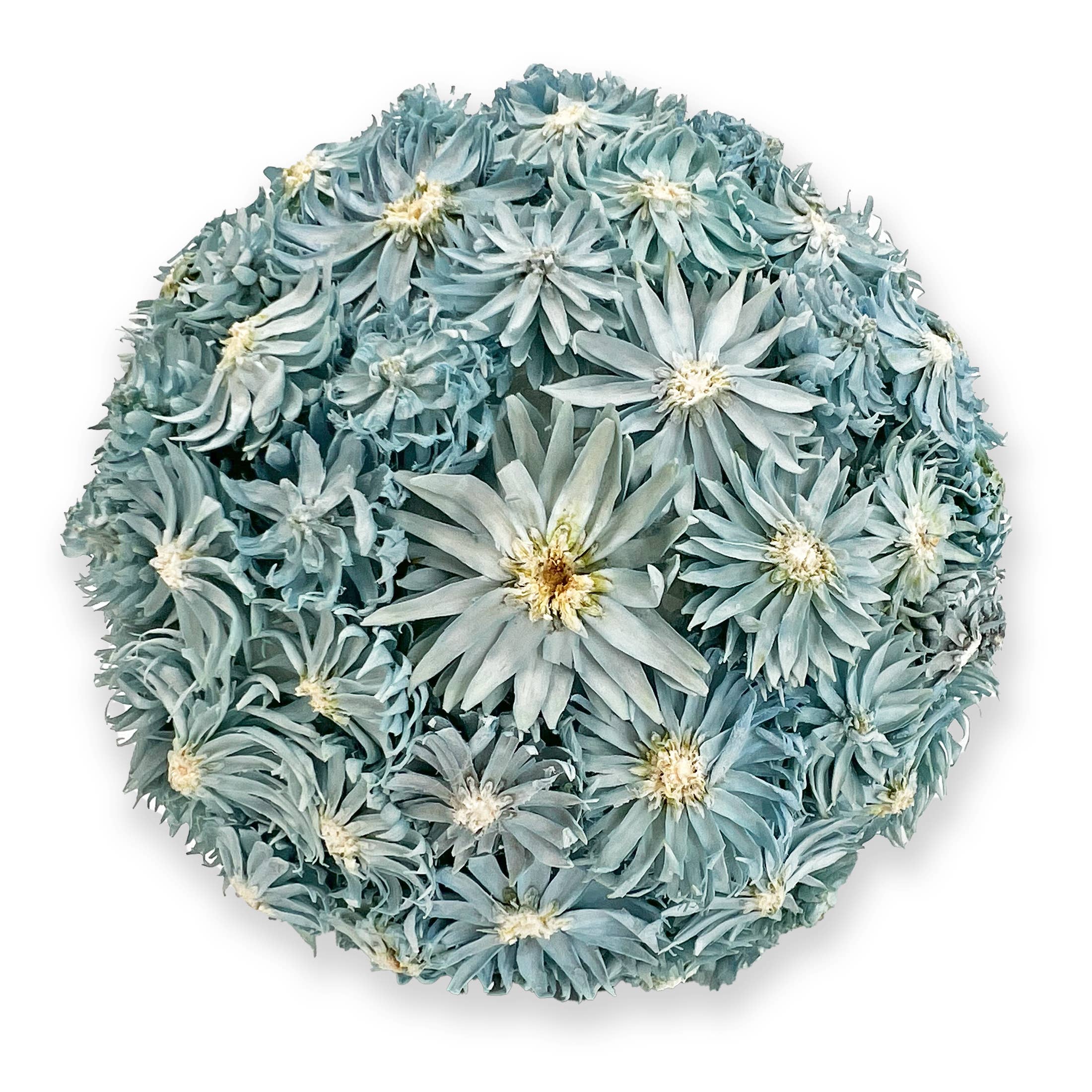 2626 Designs - Wholesale Decorative Tabletop Object - 3 Handmade Preserved Natural Floral Topiary Balls 6