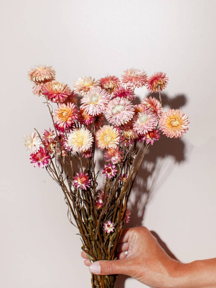 Pink Strawflower for wholesale by Idlewild Floral Co.