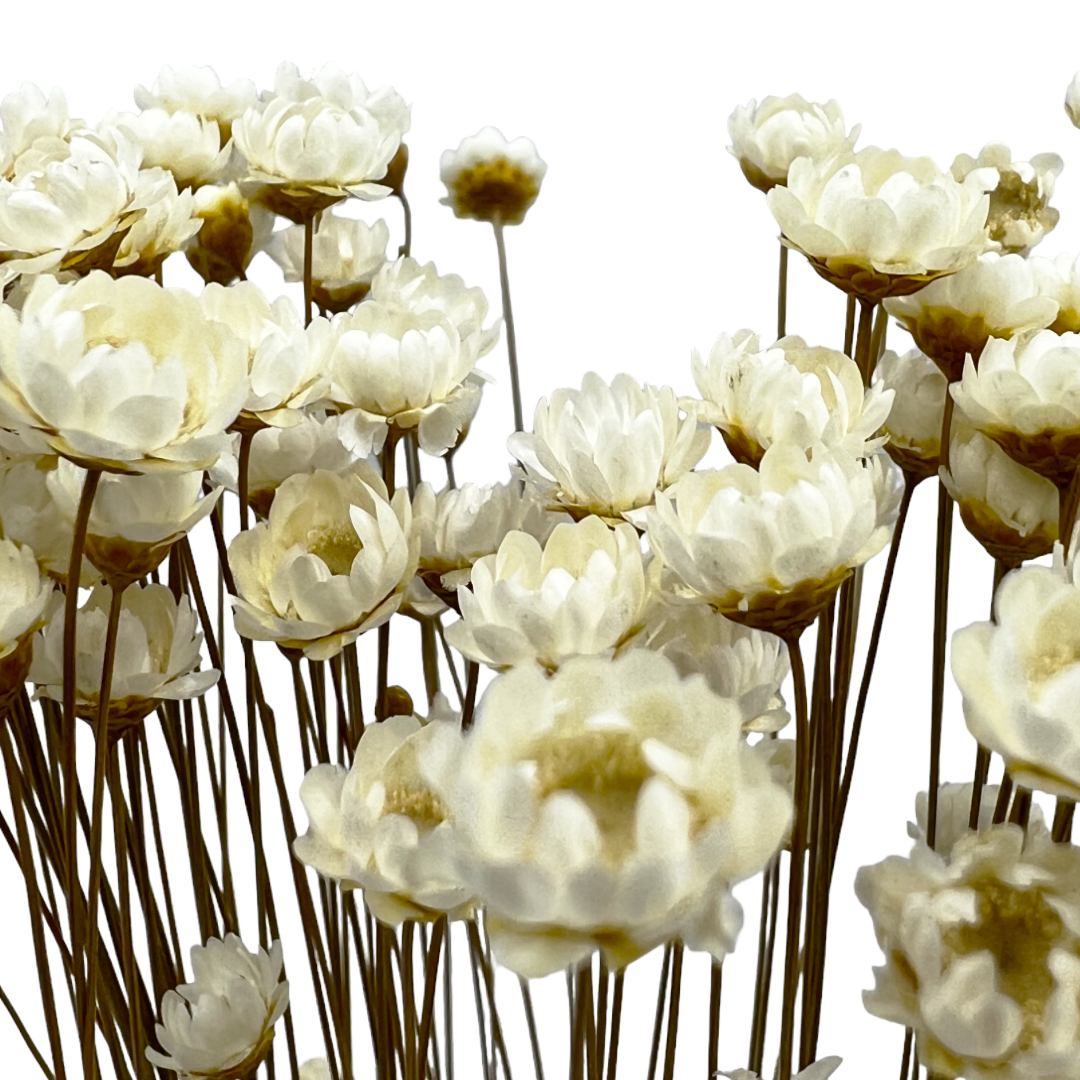 2626 Designs - Vendita all'ingrosso Fiori finti - Fiore Piccola Stella Preservato, 40-50 cm di lunghezza7