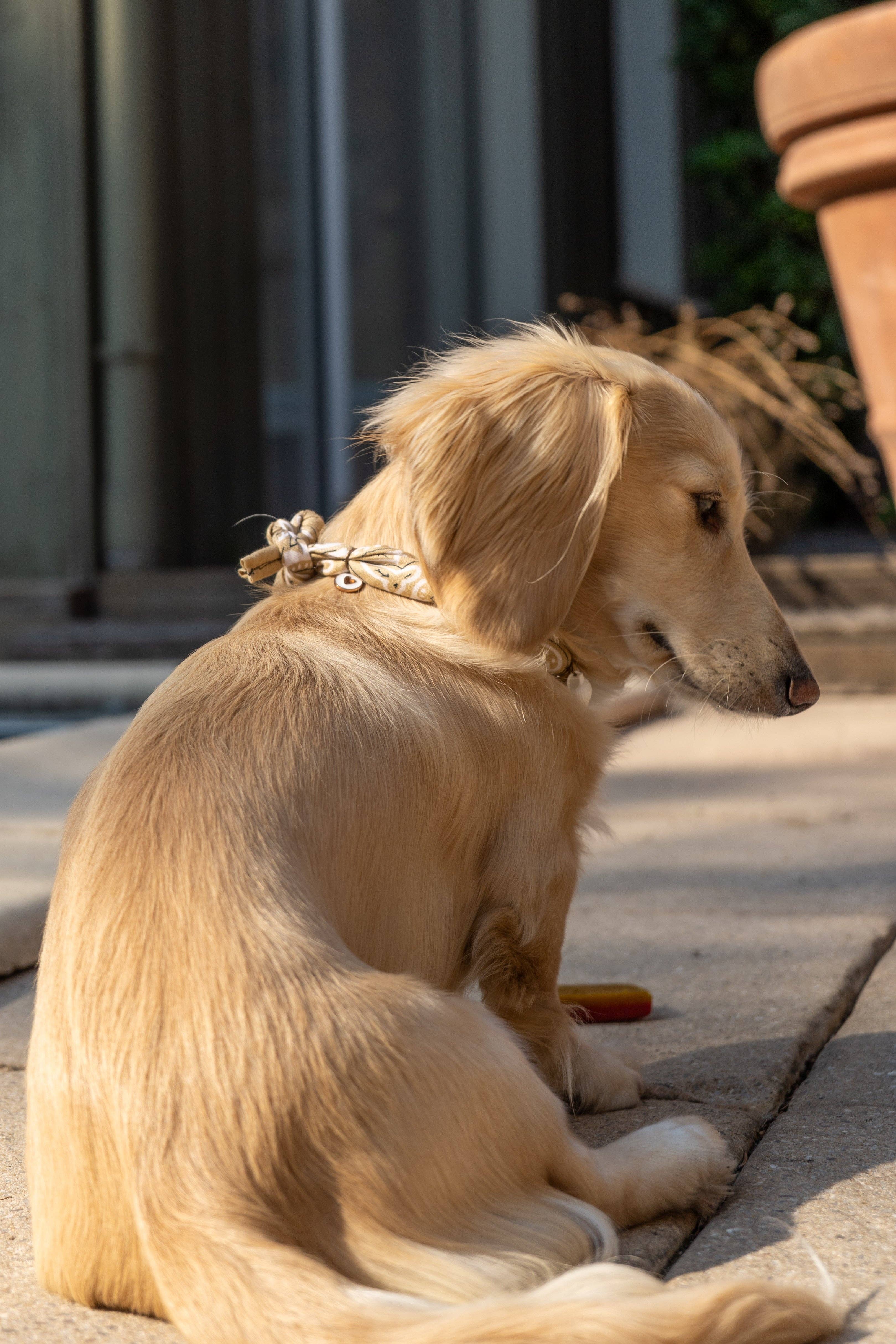 Aura - Wholesale Pet Bandana - Dog - Beige Dune Tie-On Bandana-Collar for Dogs and Cats8