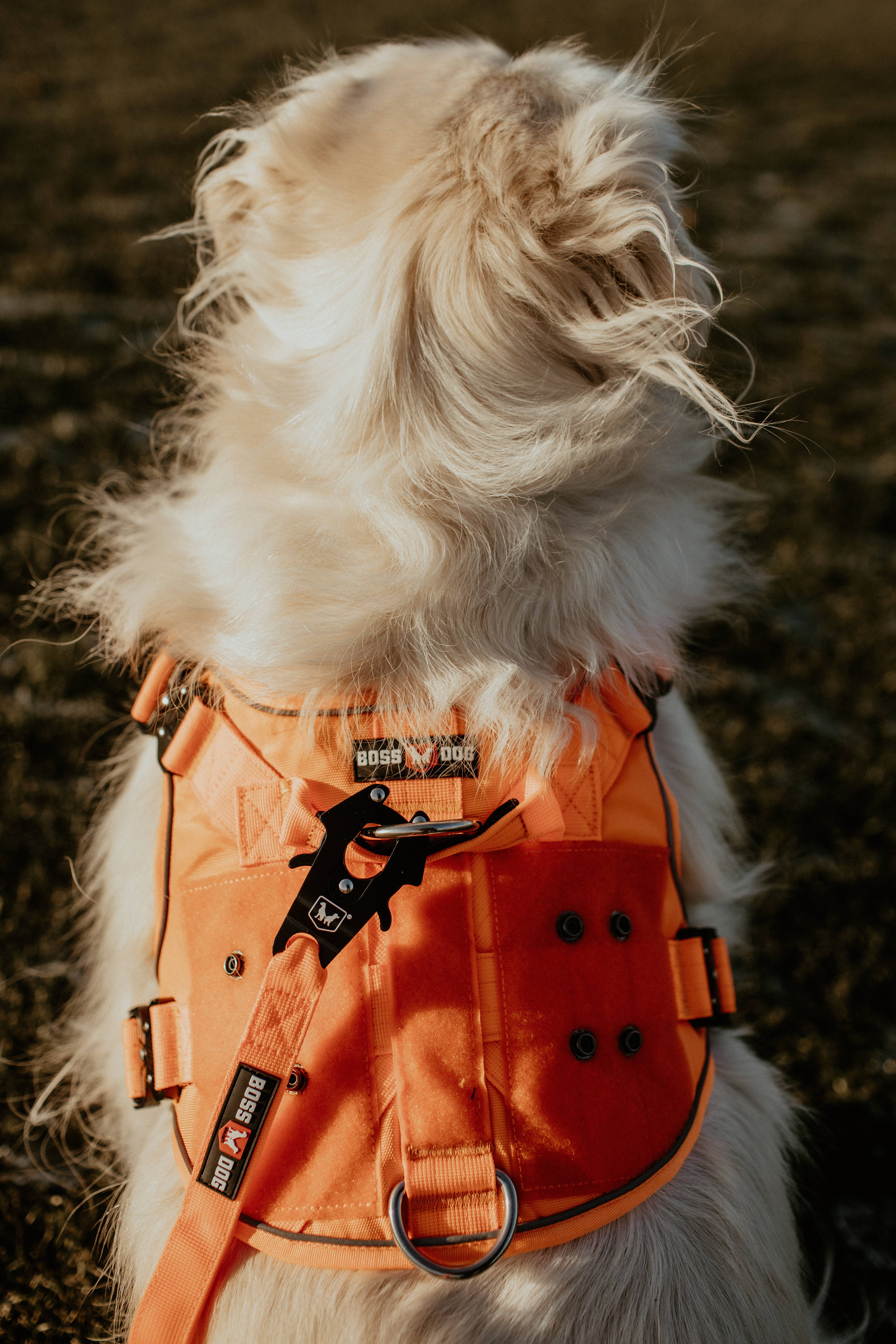 BOSS DOG BRAND, INC. - Wholesale Pet Harness - Dog - Boss Dog Harness55