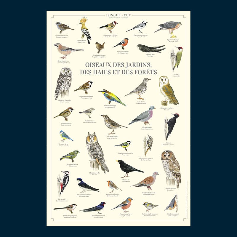 Longue-vue - Wholesale Poster - Birds of gardens, hedges and forests - Poster2