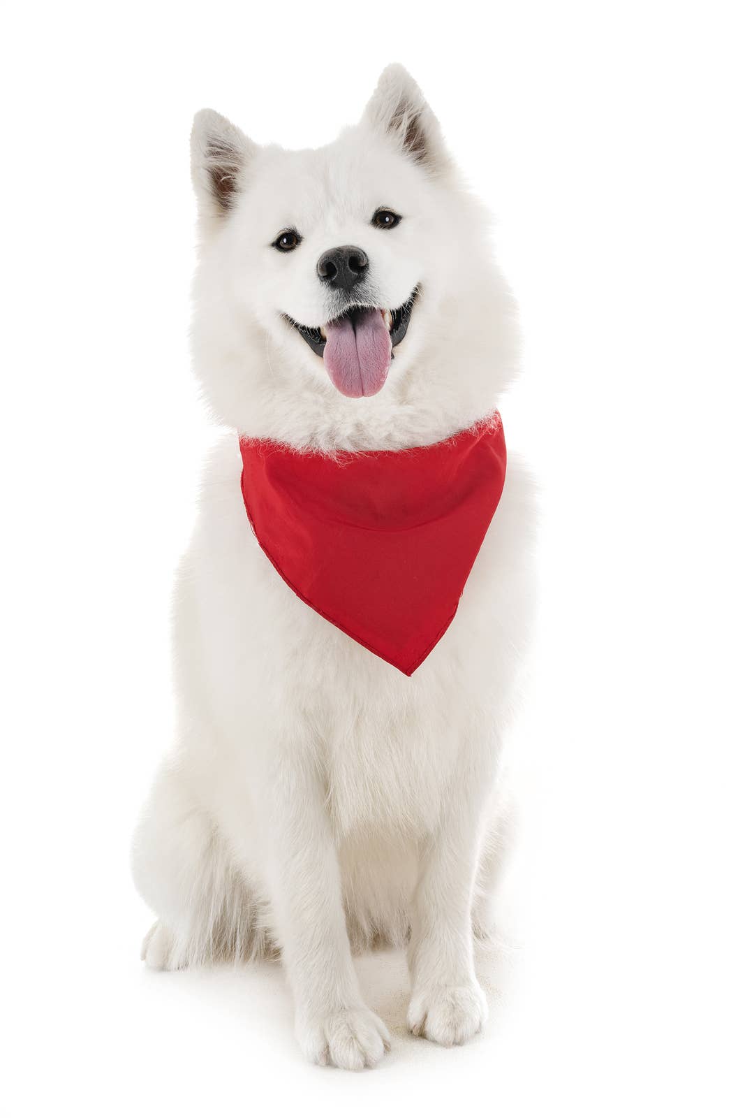 Bandanas Wholesale - Vente Bandana – chien - Lot de 120 bandanas pour chien en coton uni - 20 pouces9