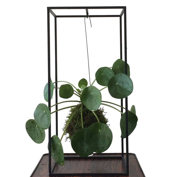 CAGE soporte para plantas Pequeño Negro para venta al por mayor de Muno