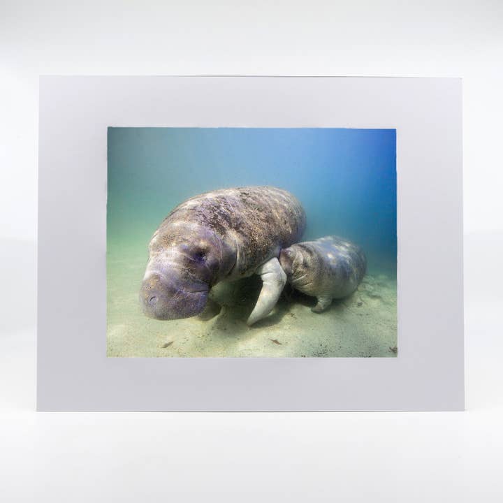 Artwork-Manatee 2 for wholesale by Mike Ring Photography