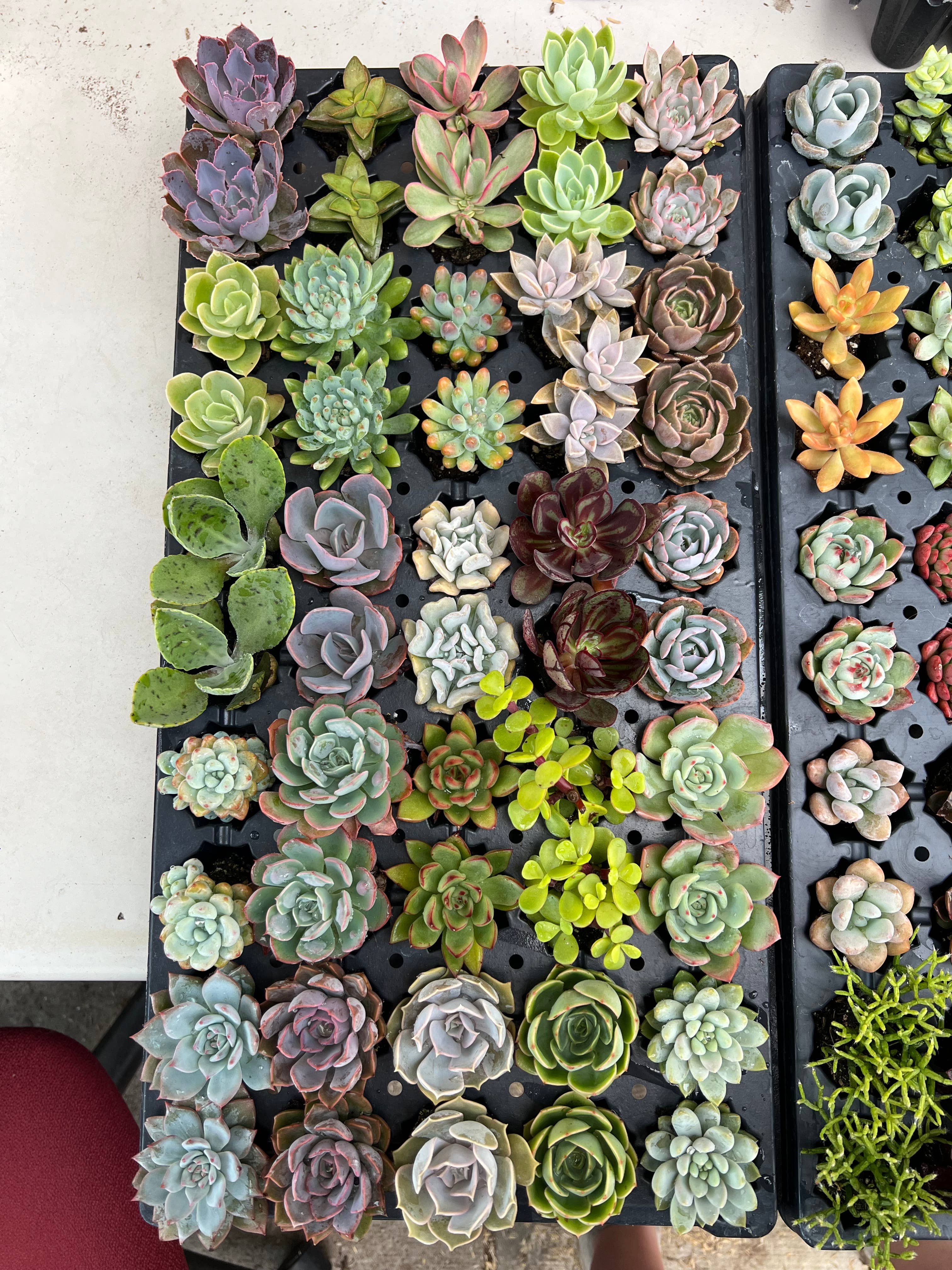 Dutch Touch Growers - Wholesale Succulent - 50 - Live Assorted Succulent Plugs6