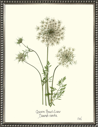 Homegrown Art Co - Wholesale Art Print - Queen Anne's Lace Flower Pressing - Botanical Art Print7