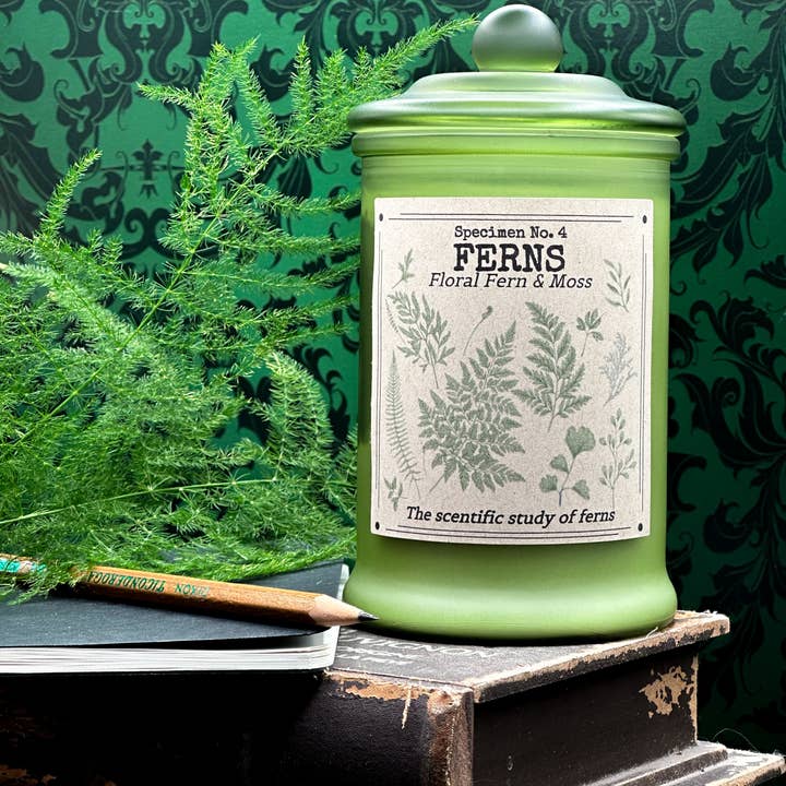 Fougères (Spécimen n° 4) pour la vente par Herbal Apothecary