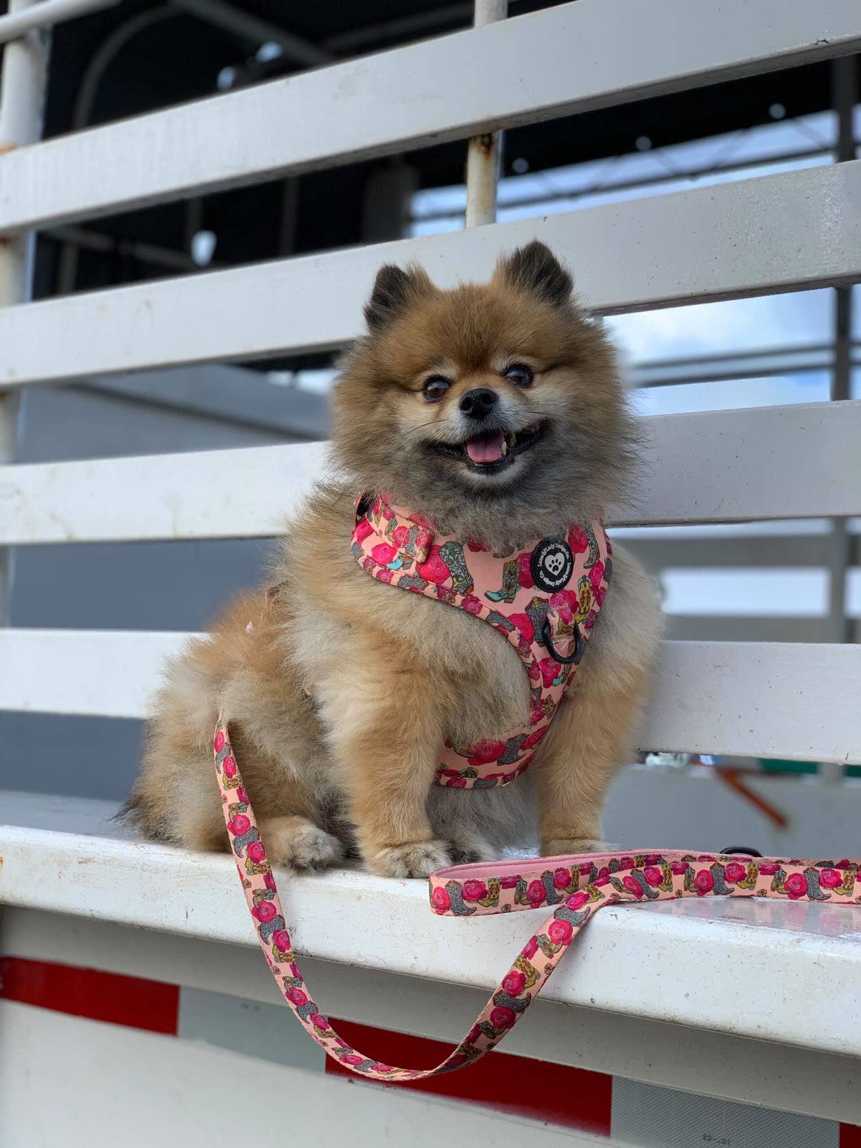 Luna & Lady Design Co. - Wholesale Pet Harness - Dog - Bestselling Quality Dog Harness "Southern Belle"4