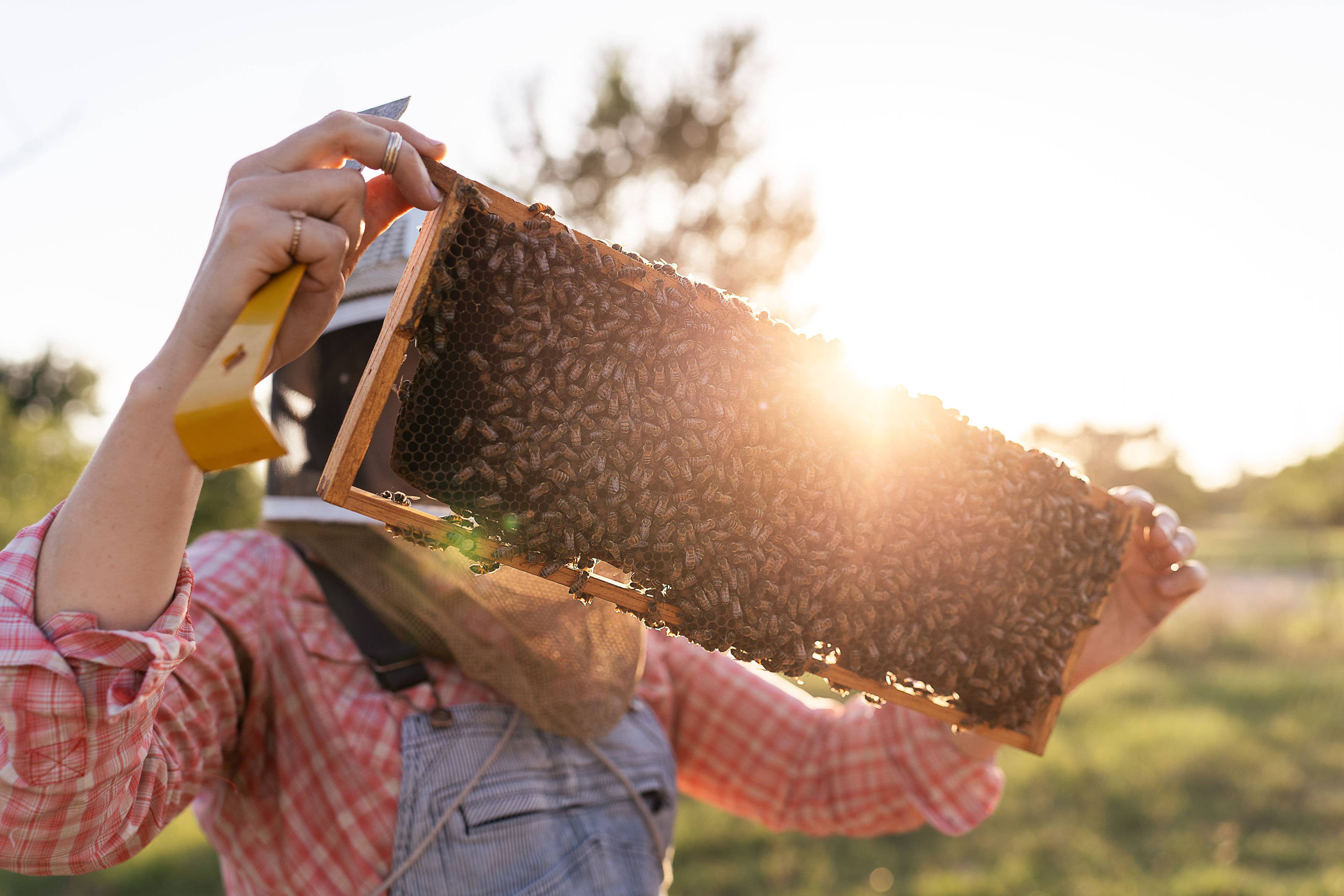 Two Hives Honey - Wholesale Honey - Mini Raw Honey, 3 oz2