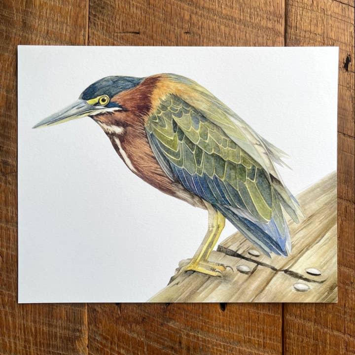 Green Heron - Watercolor Art Print, 8x10 inches for wholesale by Amy Shawley Paquette
