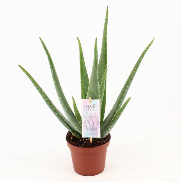 Oasis of Life - Wholesale Live Plant - Aloe Vera – True Aloe – Houseplant 45cm – Ø14cm – Succulent Medicinal Plant with Fleshy Leaves – Easy-care Container Plant for Living Room, Balcony & Terrace