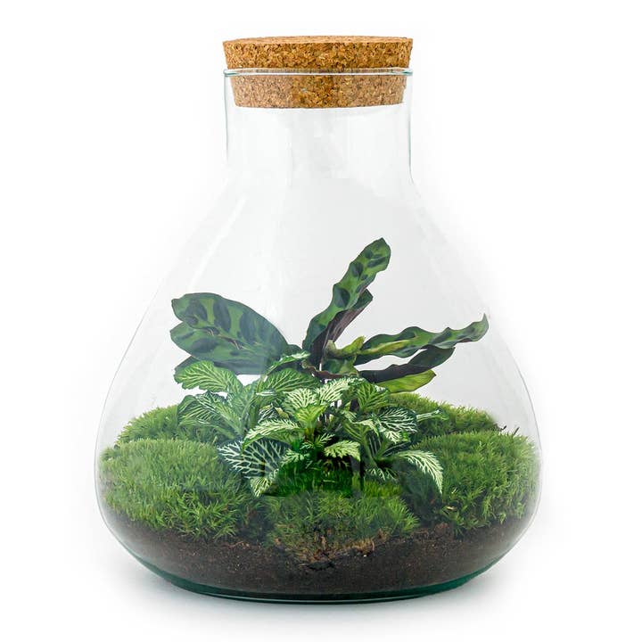 Trendhero.nl/b2b - Wholesale Terrarium - Terrarium met kurk - Erlenmeyer - Gesloten terrarium ↑ 26,5 cm
