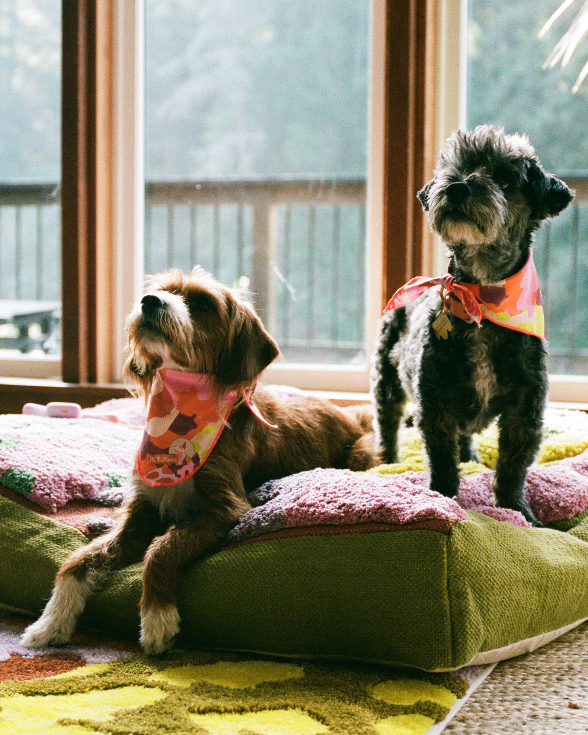 ProbaHome - Wholesale Pet Bed - Cat/Dog - "Sam's" Bed8