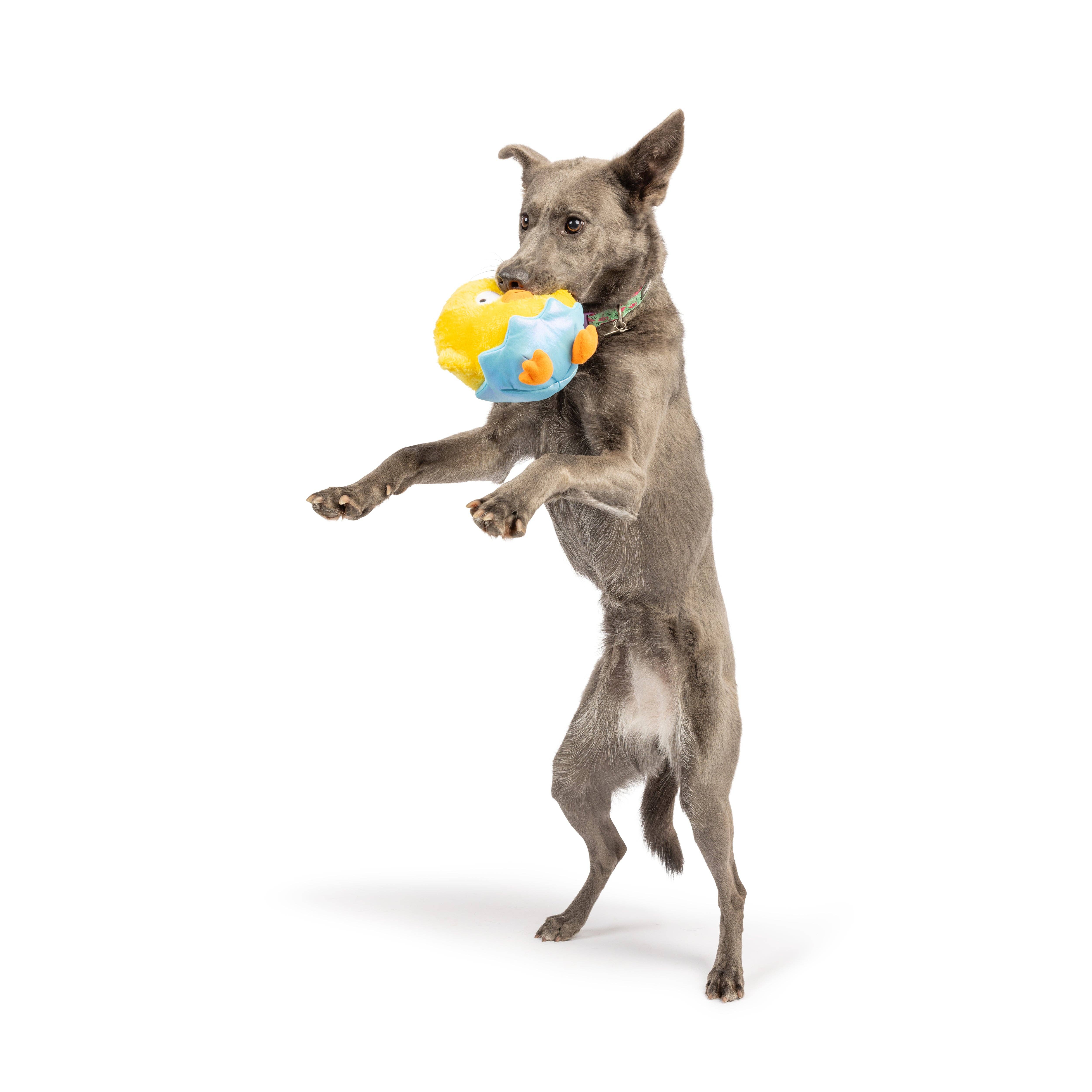 Huxley & Kent - Vente Peluche – chien - Jouet pour chien Chick-A-Dee7