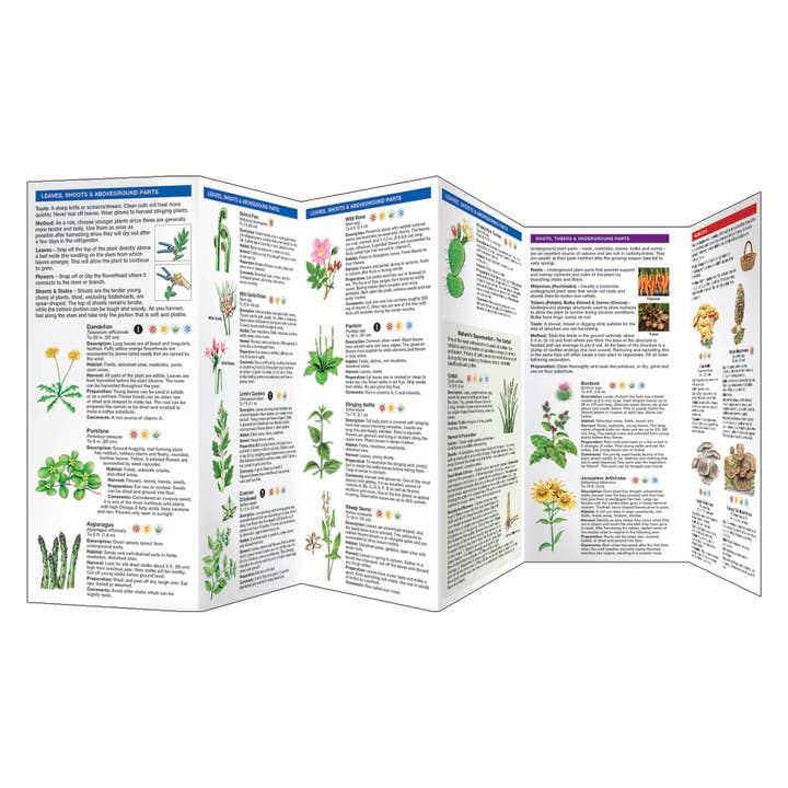 Waterford Press - Wholesale Nature Guide - Foraging for Wild Edible Foods Field Guide