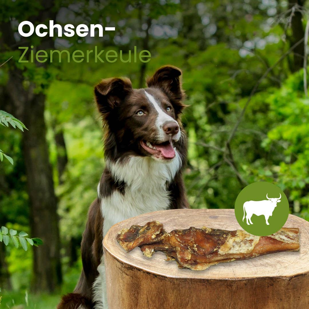 Kauartikel.com GmbH - Wholesale Pet Bone/Rawhide - Dog - ox-brick-leg1