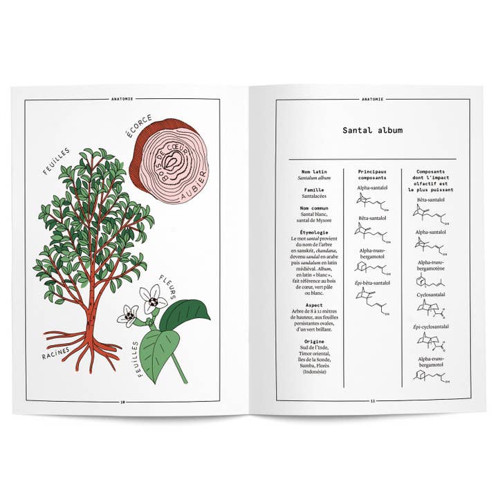 Nez – Livro - Adulto por atacado – Livro: Sândalo em perfumaria