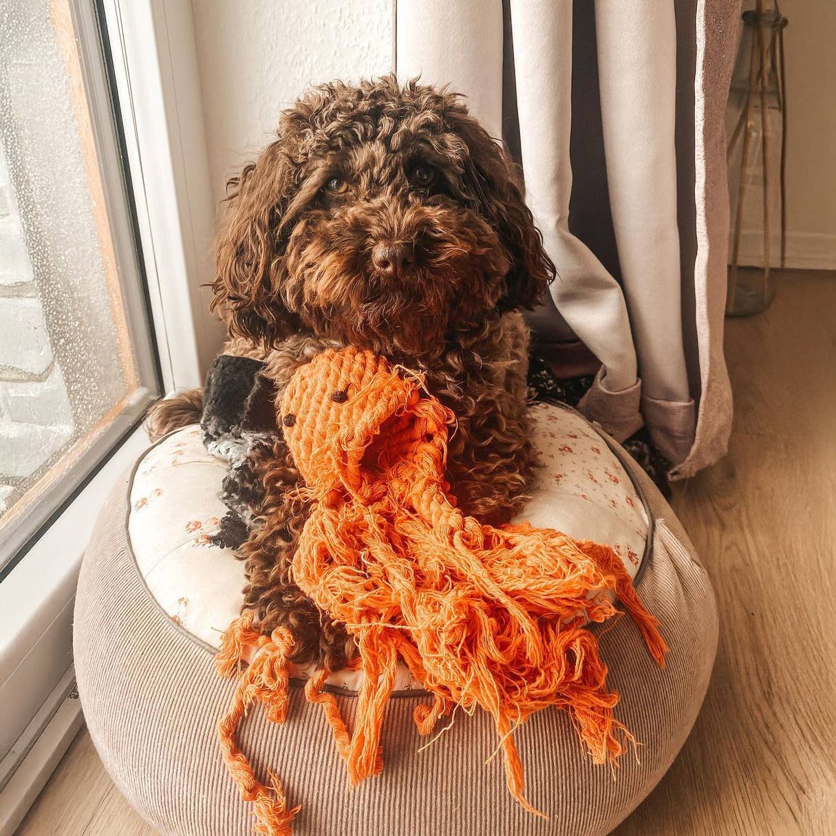 LABONI - Volentis GmbH - Vendita all'ingrosso Giocattolo di corda - Cani - THADDÄUS TENTACOLI – Divertimento con otto braccia3