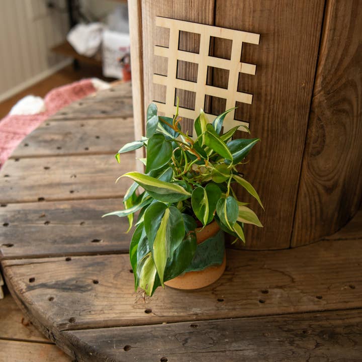 Still Magnolia - Wholesale Trellis - Plant Trellis - Grid1