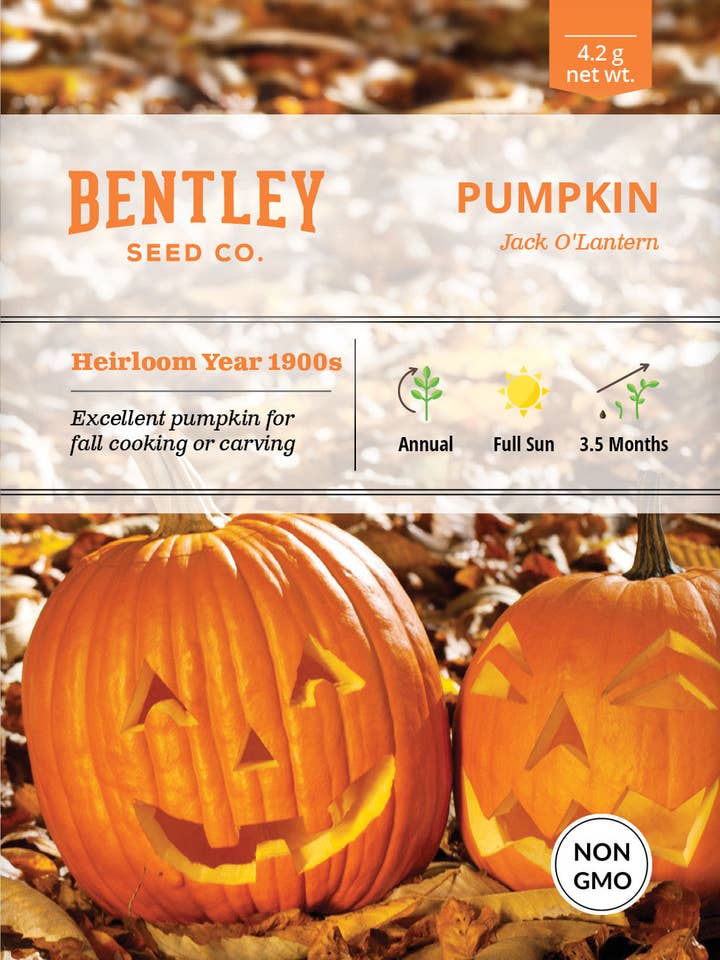 Citrouille, Paquets de Graines de Jack O' Lantern pour la vente par Bentley Seed Co.