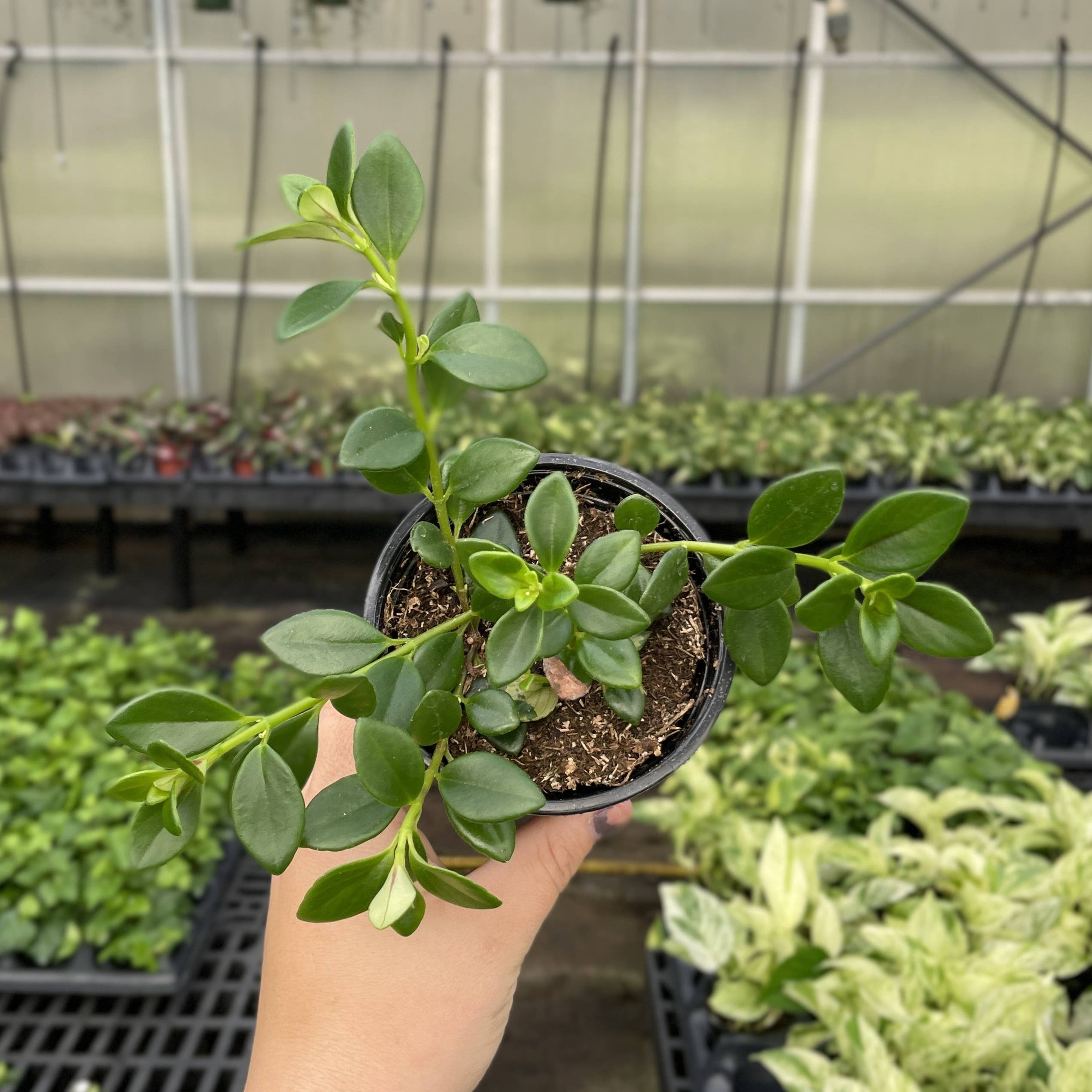 Thorsen's Greenhouse - Wholesale Live Plant - Goldfish Plant - Live Plant0