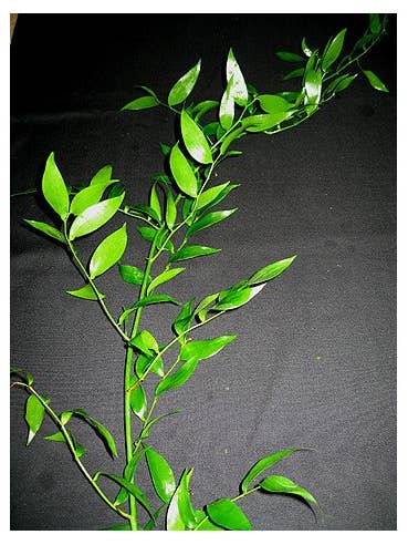 XXL Italian Ruscus BULK BOX 250 gram bunches for wholesale by Florasource