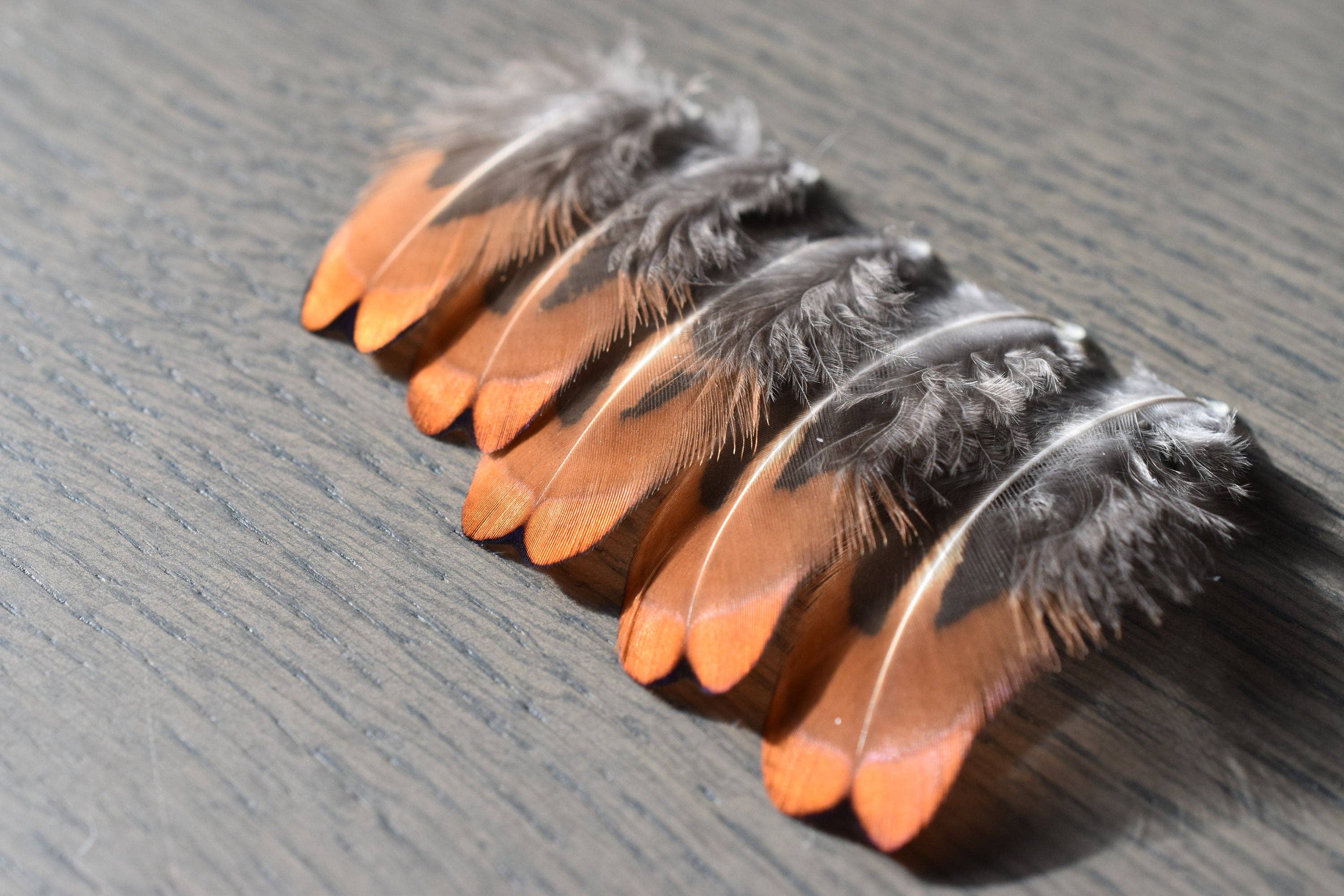 Plumes Naturelles - Wholesale Craft Supplies - Pheasant feathers5